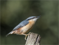 Agressive Nuthatch